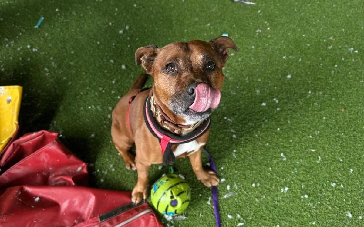 Charlie, male senior Staffordshire Bull Terrier for adoption at SSPCA, Edinburgh