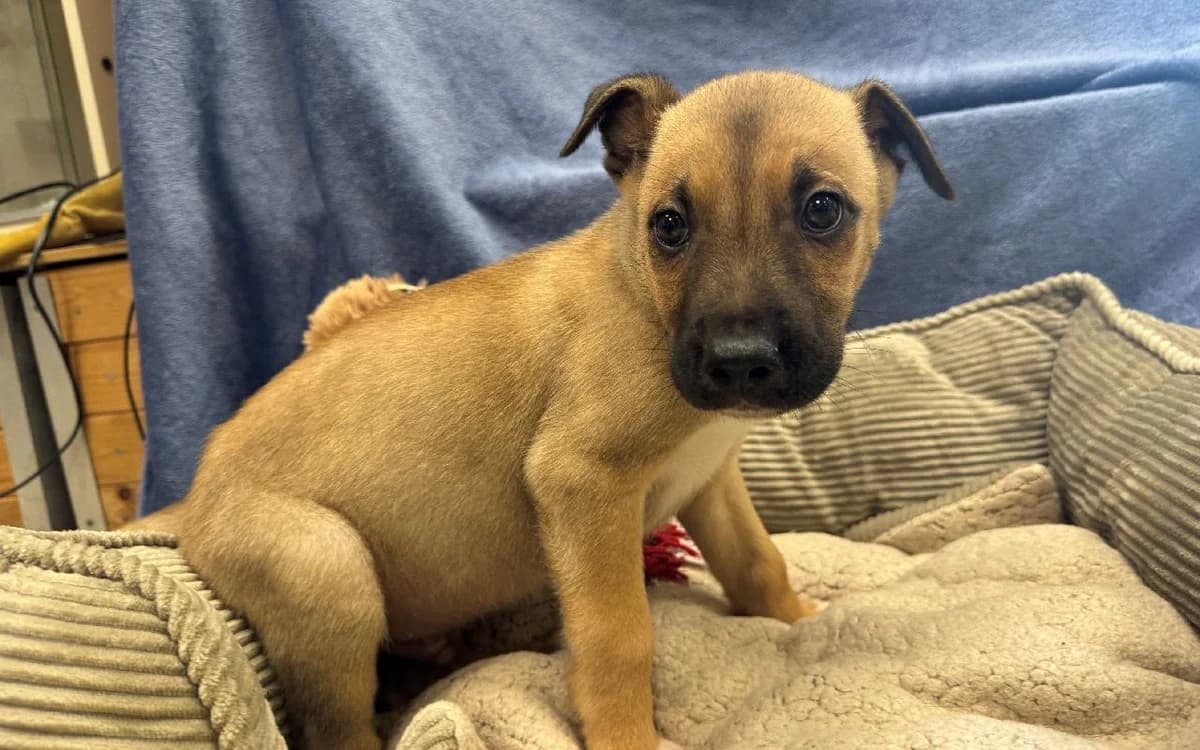 Cassian, male puppy Mixed Breed for adoption at SSPCA, Edinburgh