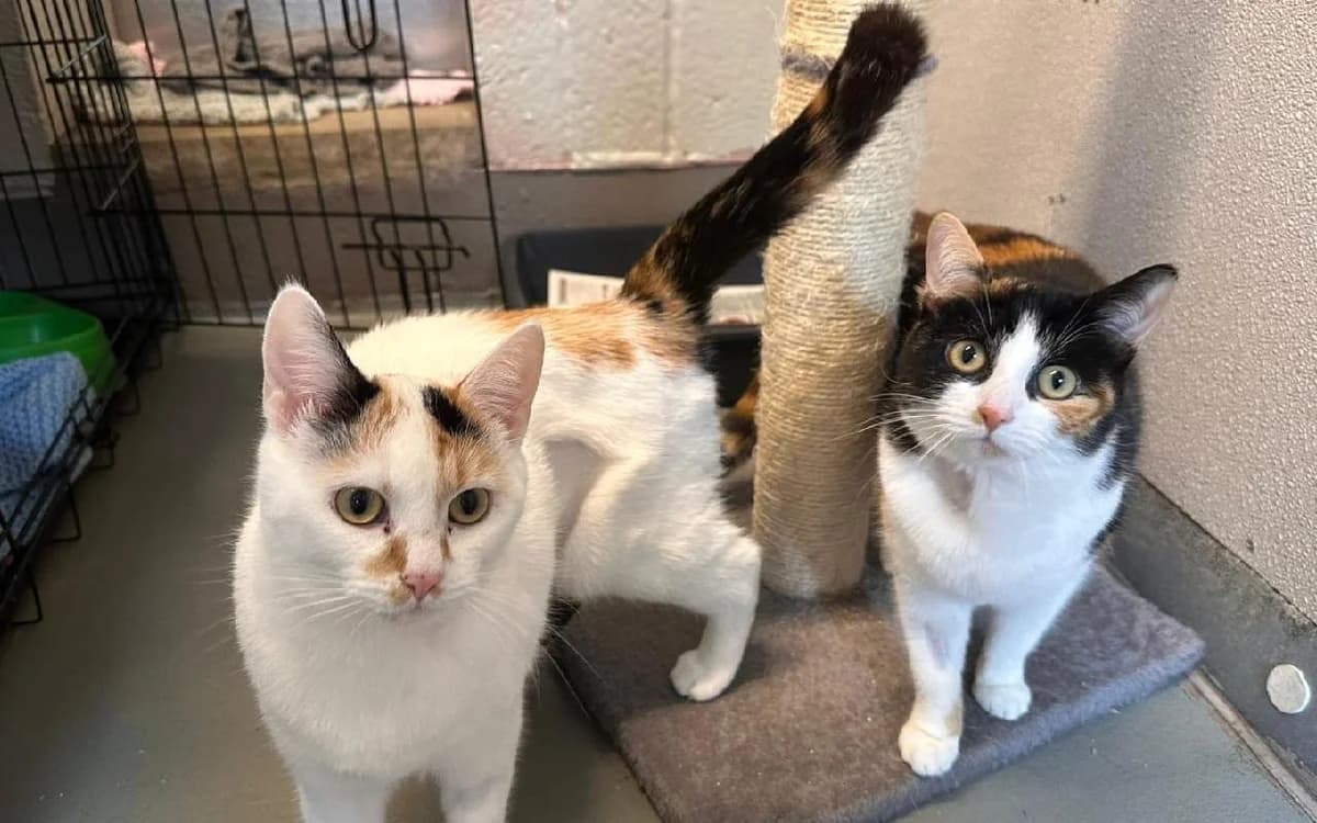 Puzzle and Jigsaw, female young Mixed Breed Cat for adoption at SSPCA, Edinburgh
