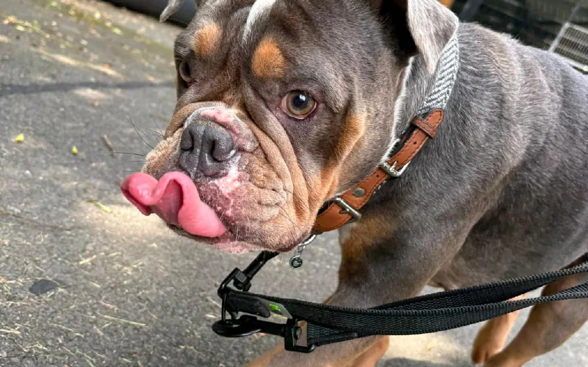 Maggie, female 5yo English Bulldog for adoption at SSPCA, Edinburgh