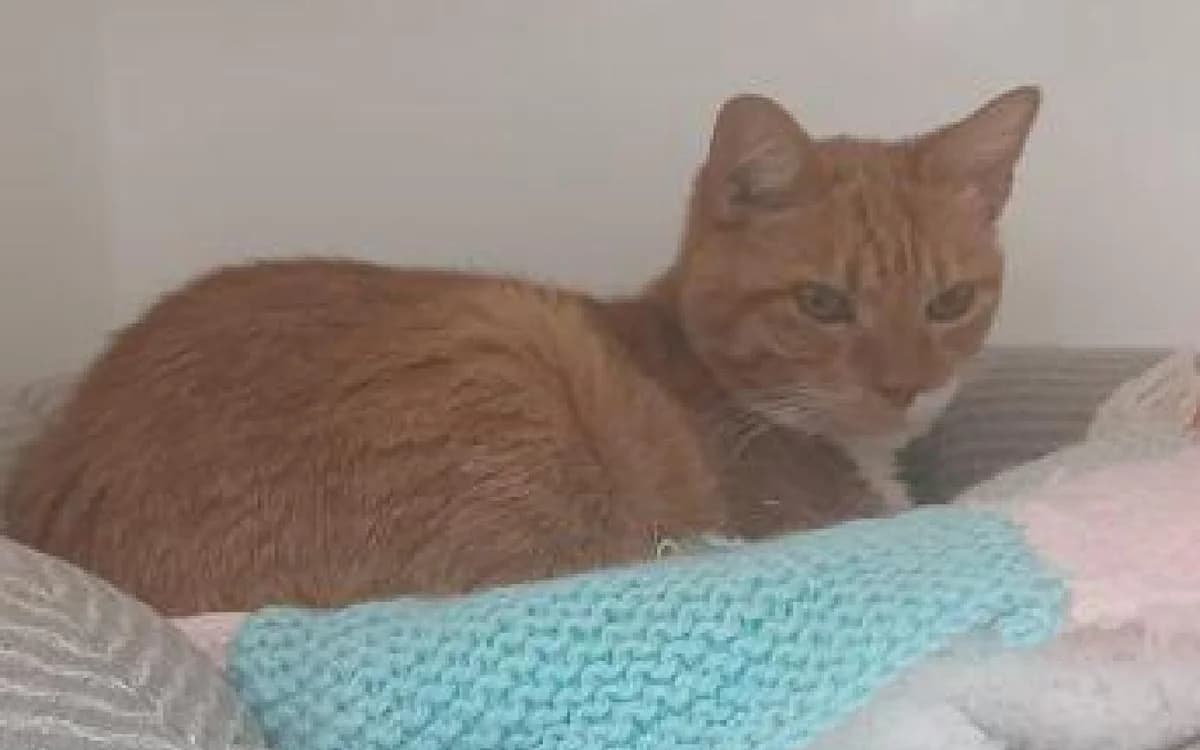 Josie, female senior Mixed Breed Cat for adoption at SSPCA, Edinburgh