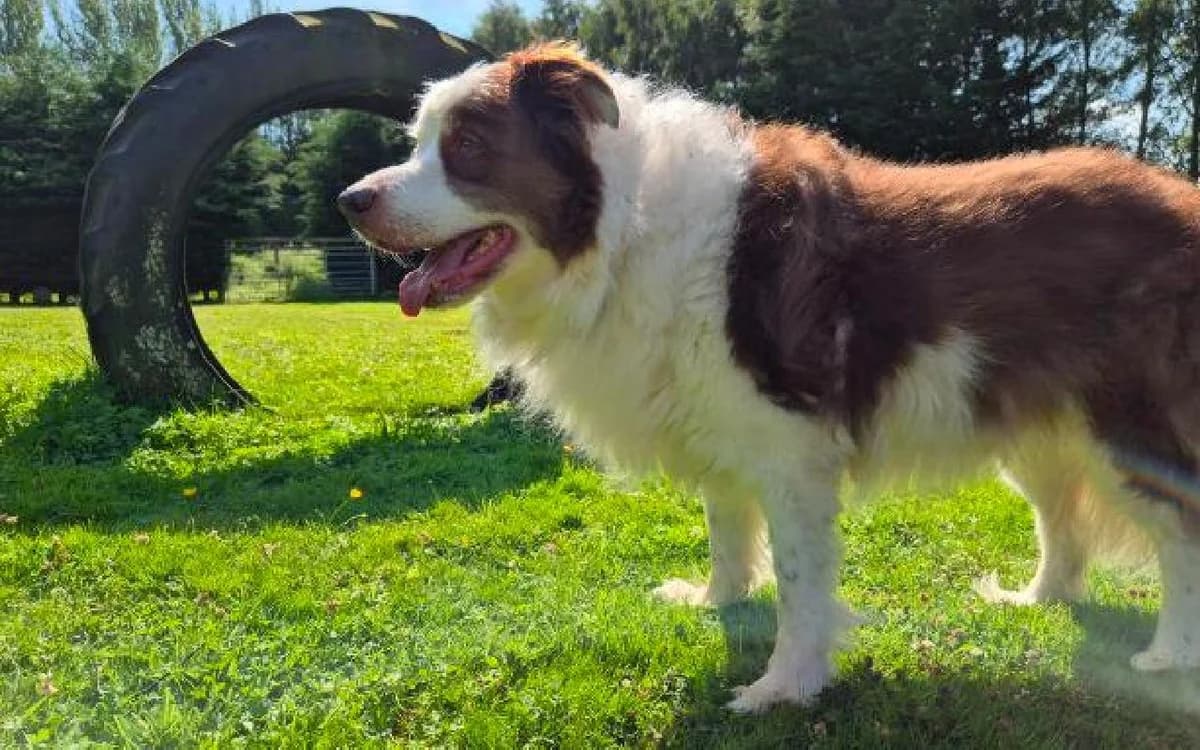 Mel, male senior Border Collie for adoption at SSPCA, Edinburgh
