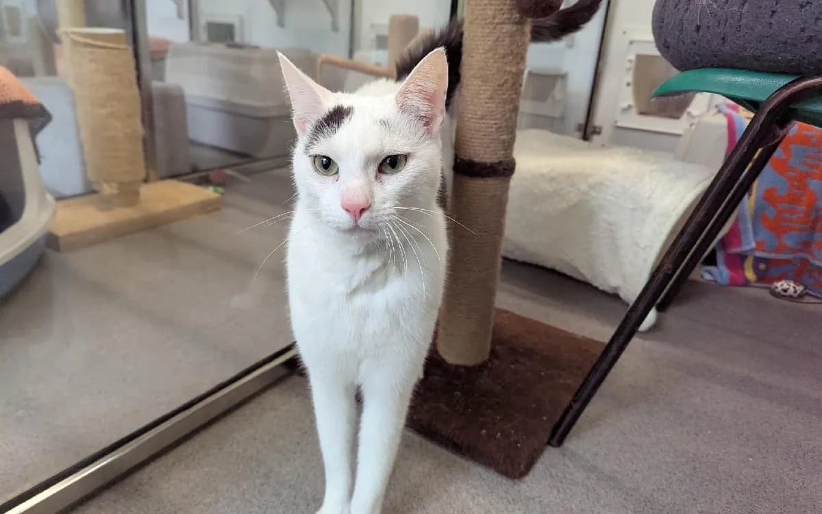 Snowy, male young Mixed Breed Cat for adoption at SSPCA, Edinburgh