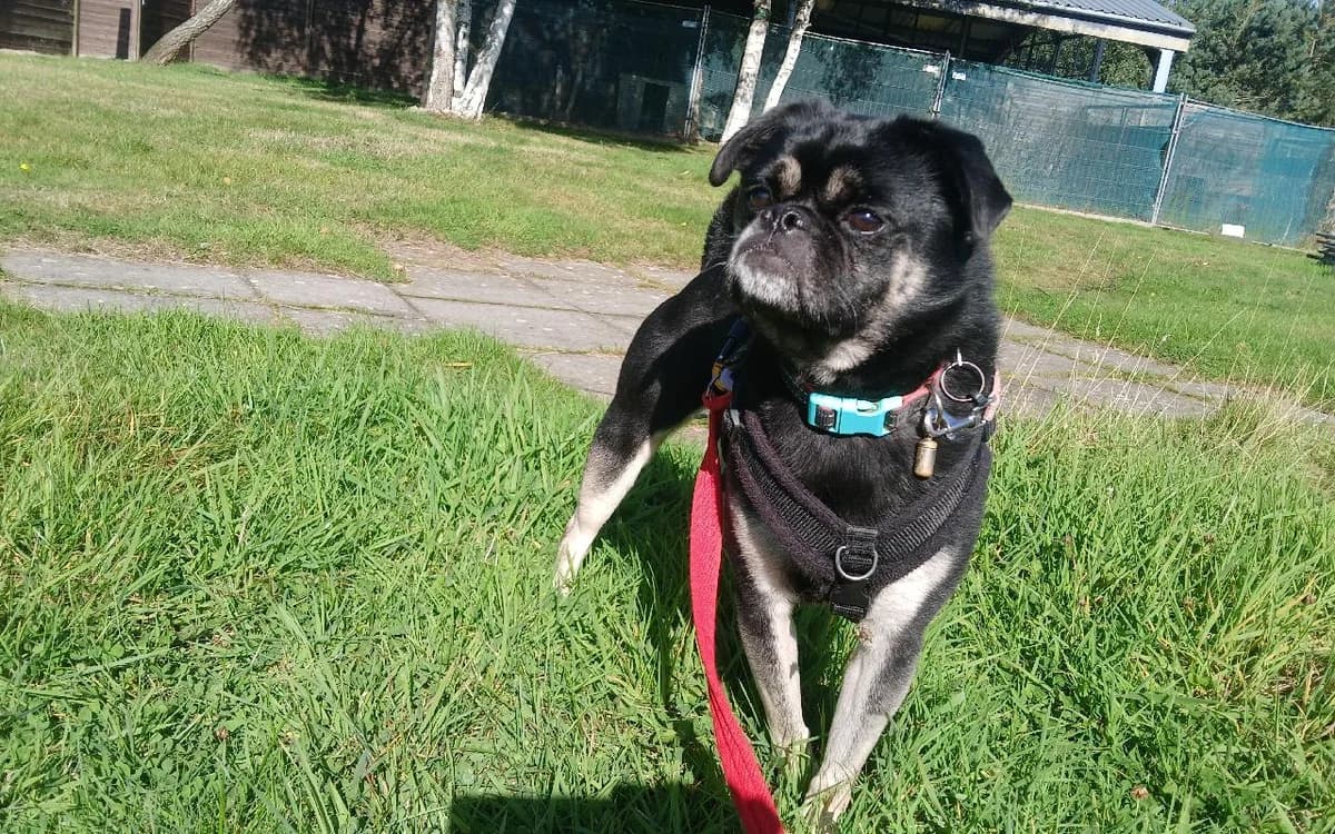 Pugsly, male 4yo Pug for adoption at SSPCA, Edinburgh