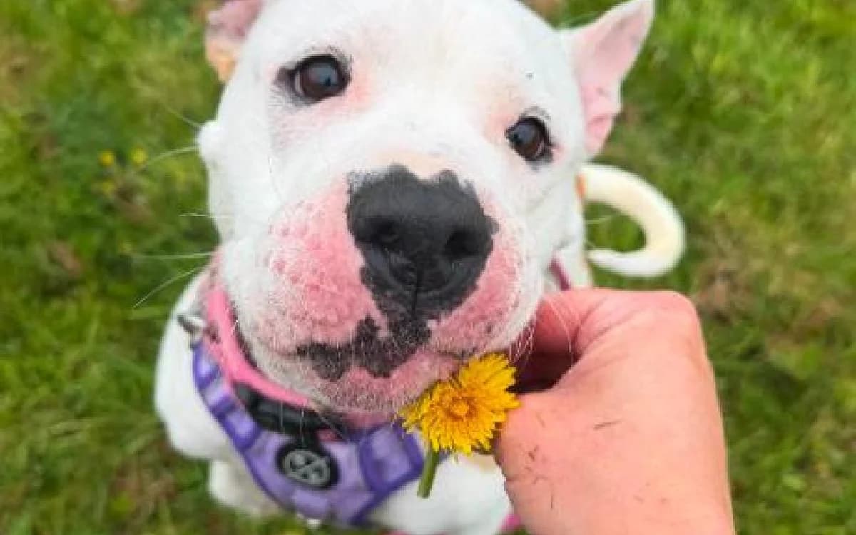 Athena, female young Staffordshire Bull Terrier for adoption at SSPCA, Edinburgh