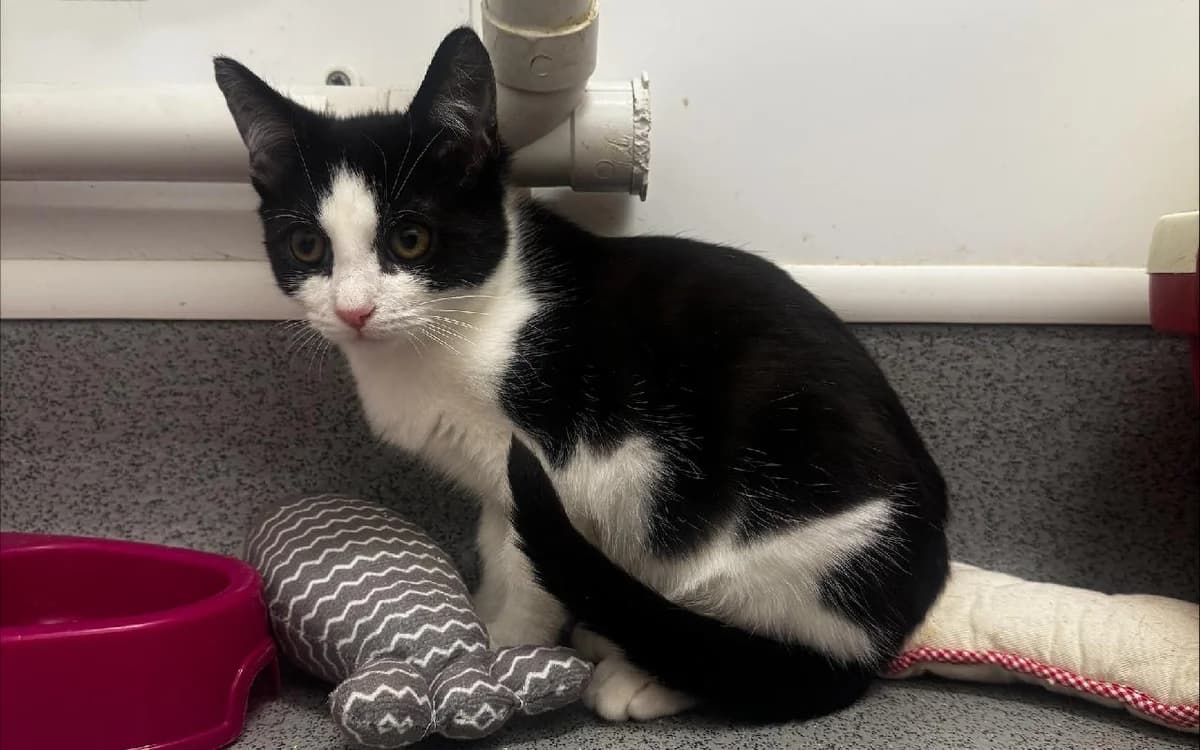 Alec, male puppy Mixed Breed Cat for adoption at SSPCA, Edinburgh