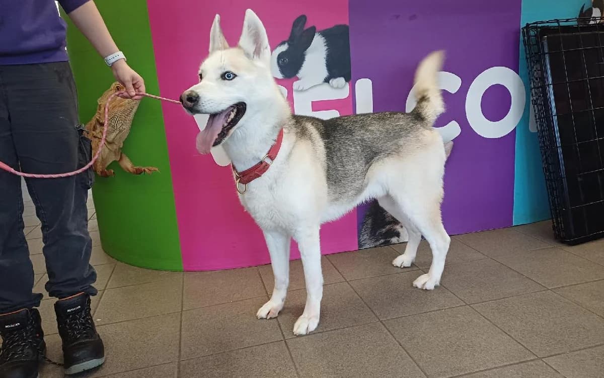 Zeus, male senior Husky for adoption at SSPCA, Edinburgh