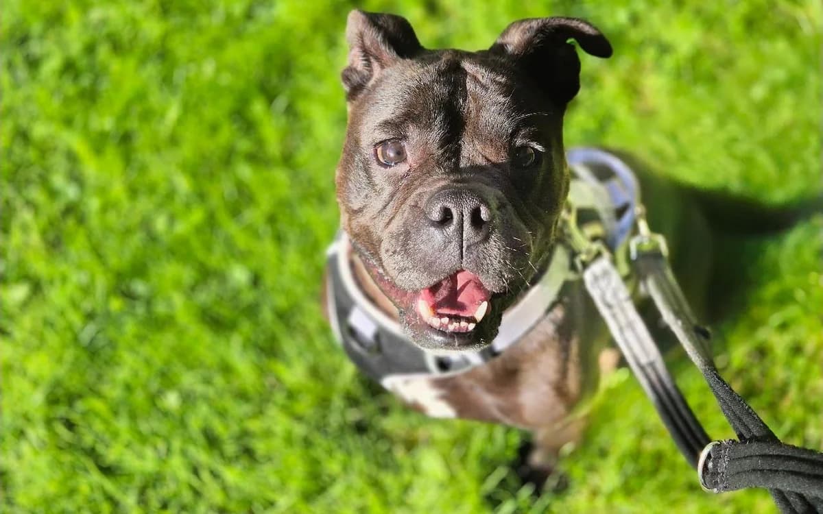Rosita, female 5yo English Bulldog for adoption at SSPCA, Edinburgh