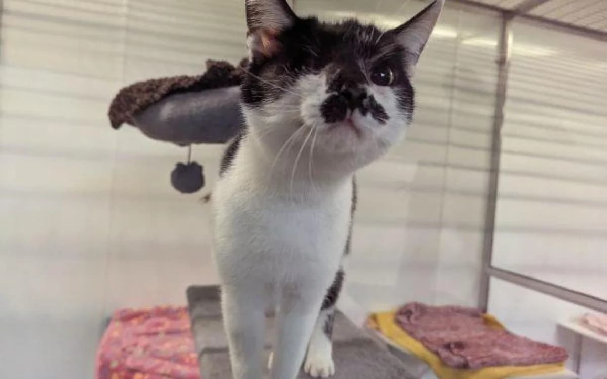 Kiki, female puppy Mixed Breed Cat for adoption at SSPCA, Edinburgh