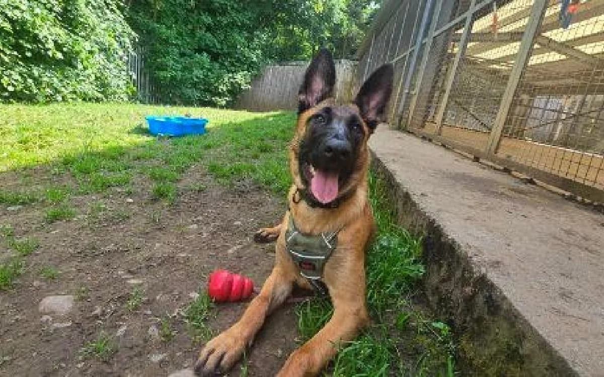 Gabby, female puppy Belgian Malinois for adoption at SSPCA, Edinburgh