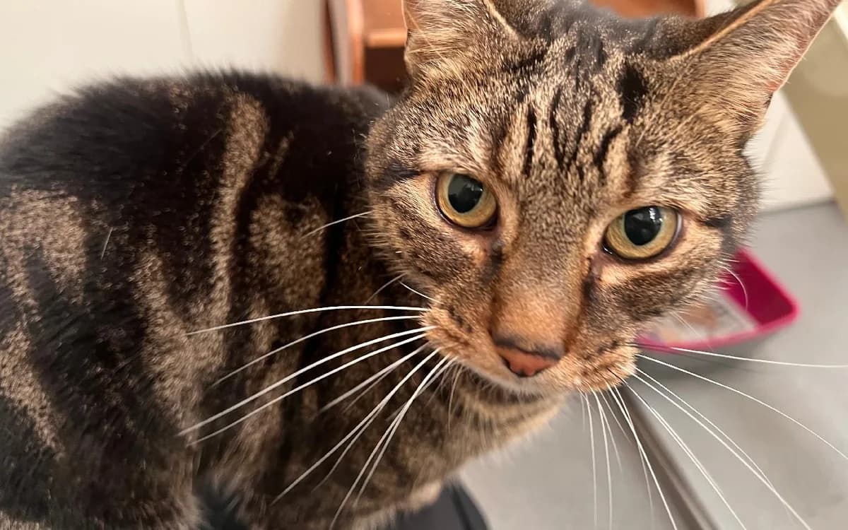 Bobby, male senior Mixed Breed Cat for adoption at SSPCA, Edinburgh