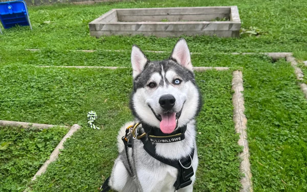 Targe, male young Husky for adoption at SSPCA, Edinburgh