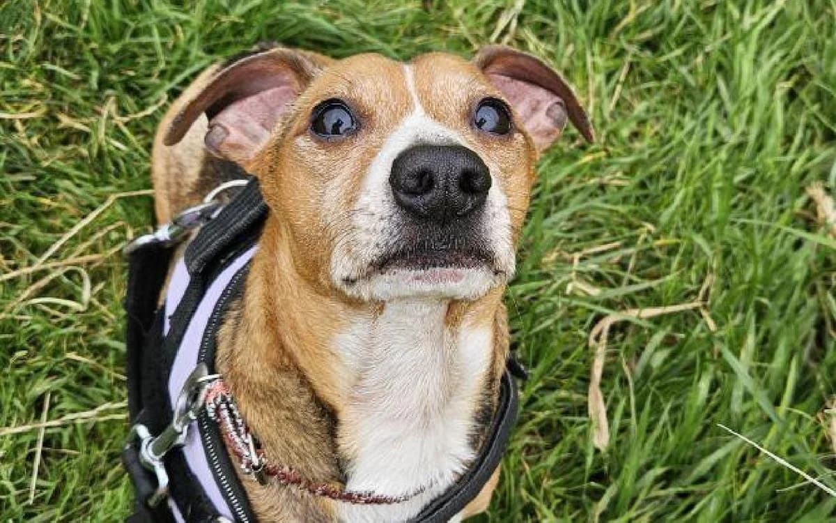 Tyson, male senior Jack Russell Terrier for adoption at SSPCA, Edinburgh