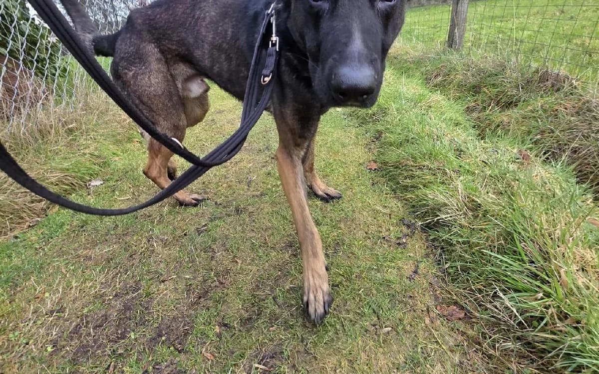 Damon, male 4yo Belgian Malinois for adoption at SSPCA, Edinburgh