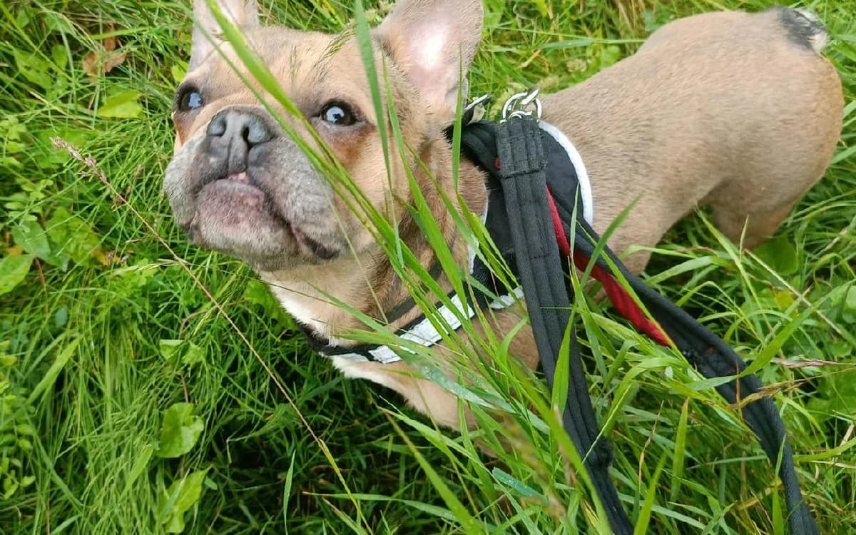 Maeve, female 3yo English Bulldog for adoption at SSPCA, Edinburgh