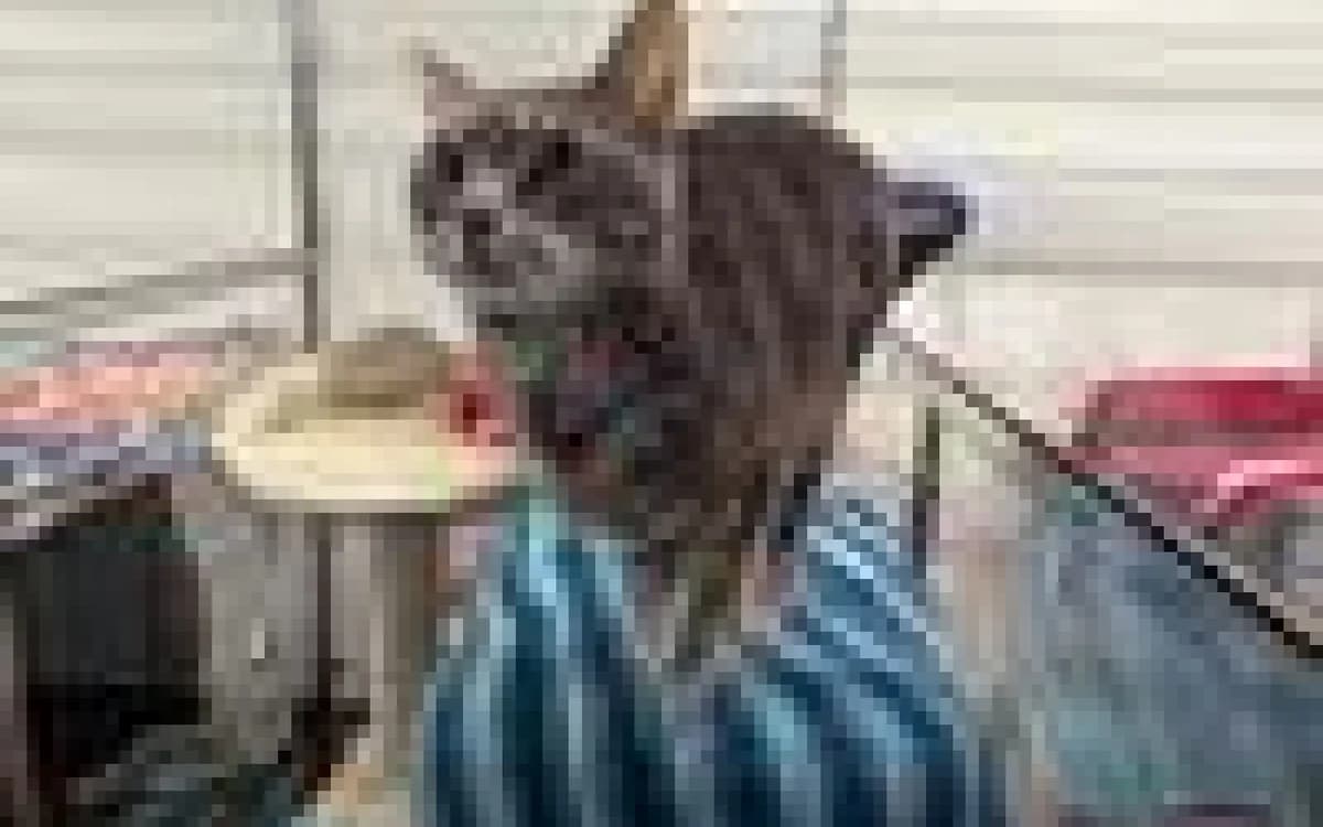 Zena, female young Mixed Breed Cat for adoption at SSPCA, Edinburgh