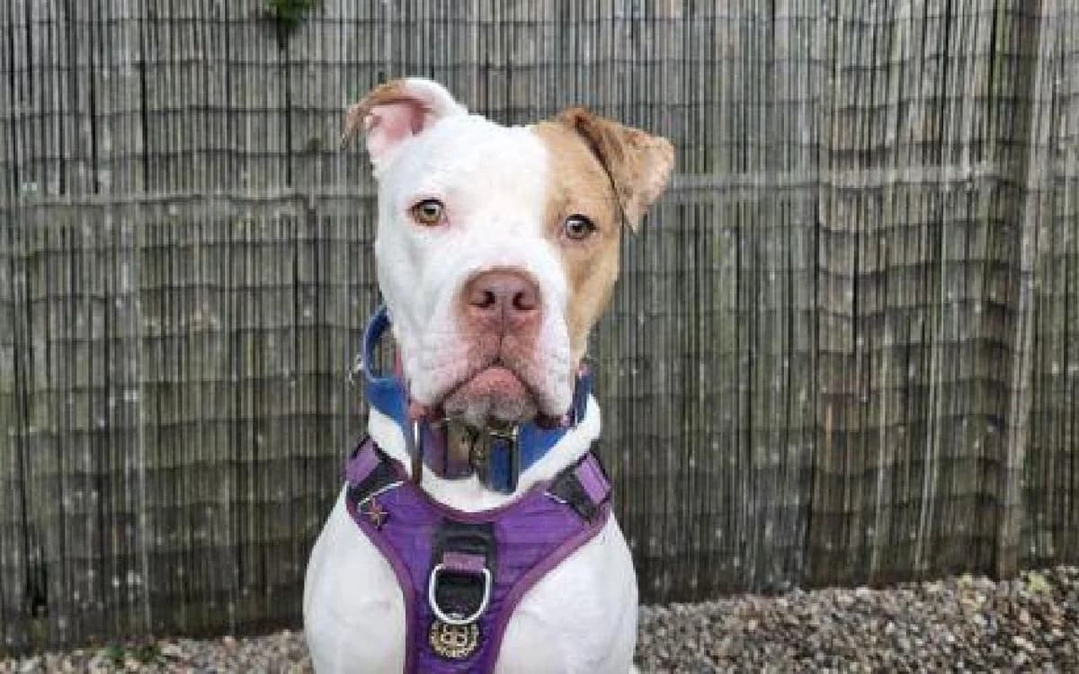 Dolly, female young English Bulldog for adoption at SSPCA, Edinburgh