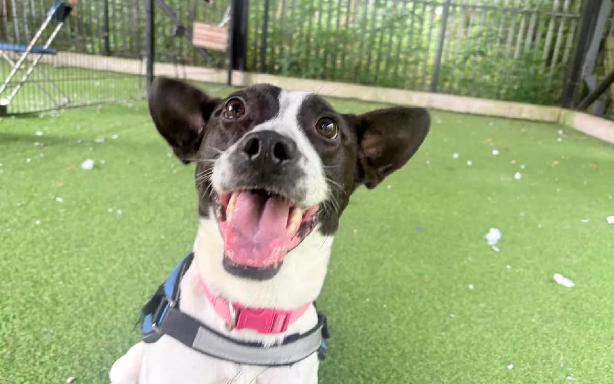 Poppy, female 6yo Staffordshire Bull Terrier for adoption at SSPCA, Edinburgh
