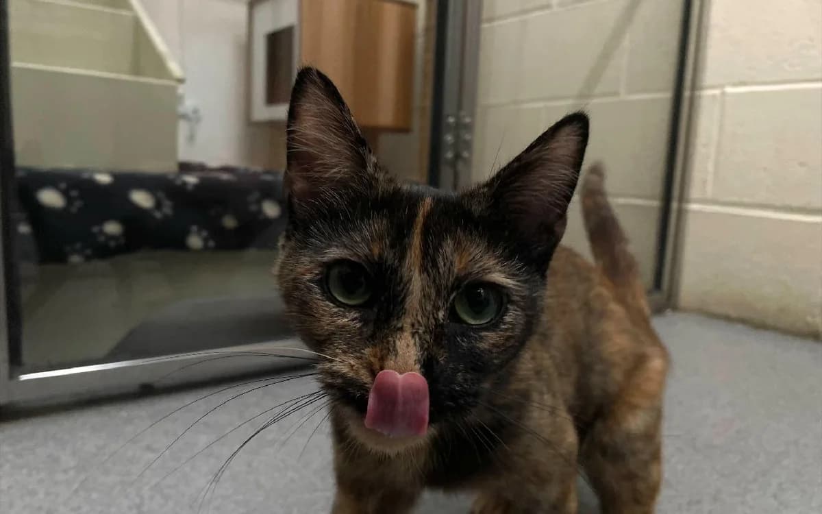 Irn-Bru, female young Mixed Breed Cat for adoption at SSPCA, Edinburgh