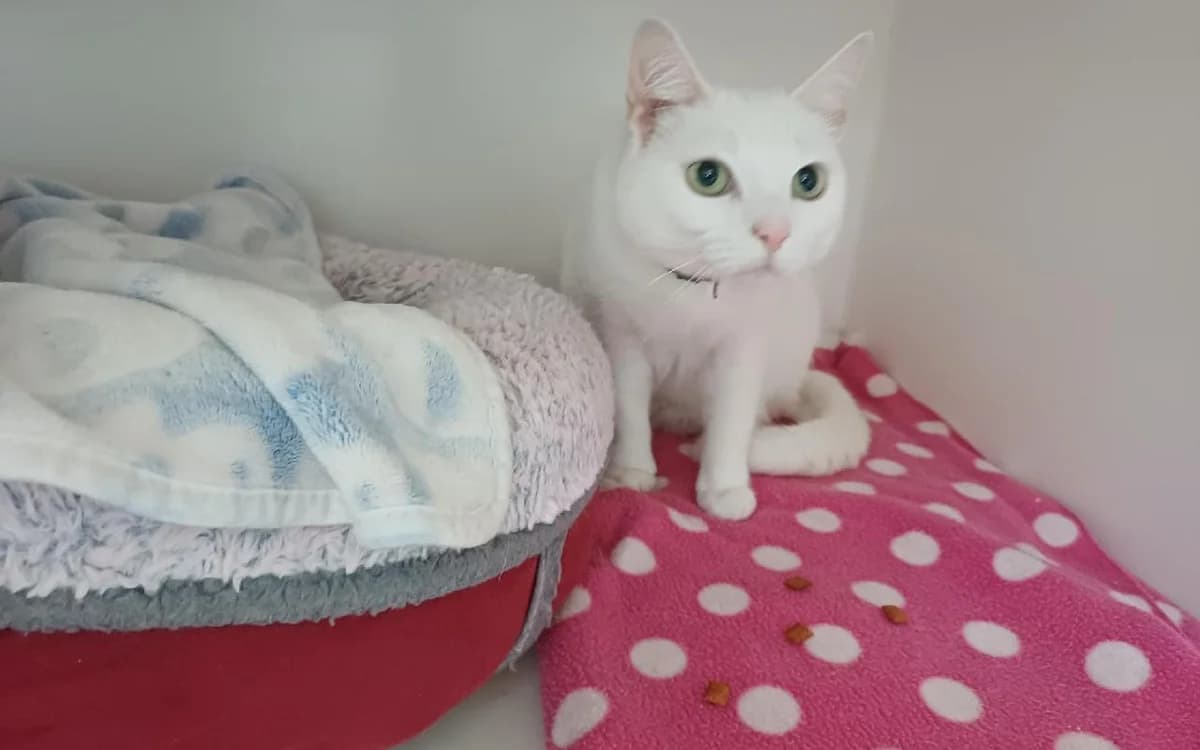 Sophie, female 5yo Mixed Breed Cat for adoption at SSPCA, Edinburgh