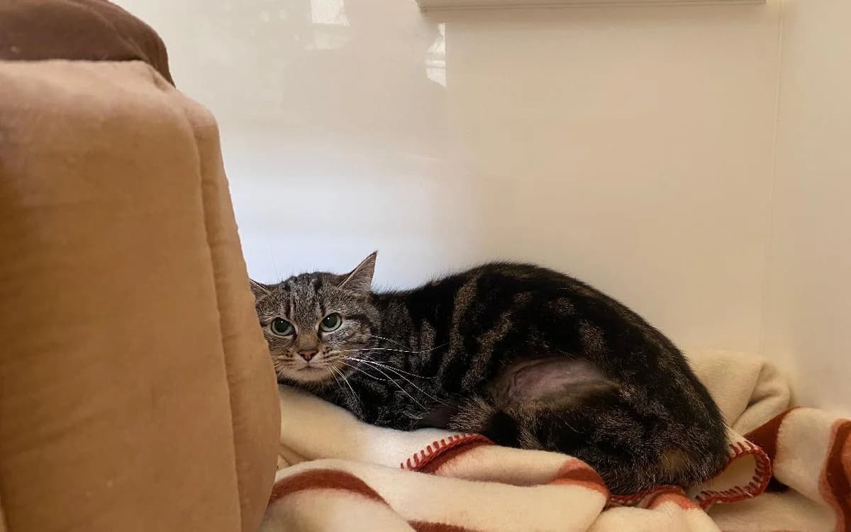 Nemo, female Mixed Breed Cat for adoption at SSPCA, Edinburgh