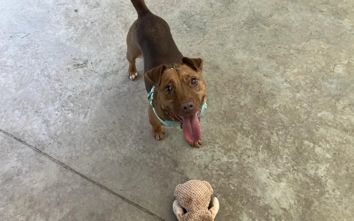 Rune, female 3yo Mixed Breed for adoption at SSPCA, Edinburgh