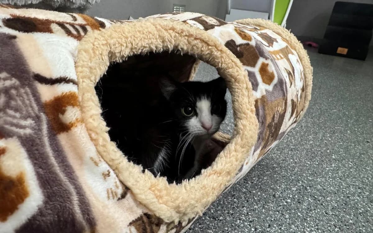 Jinx and Pocus, female 3yo Mixed Breed Cat for adoption at SSPCA, Edinburgh