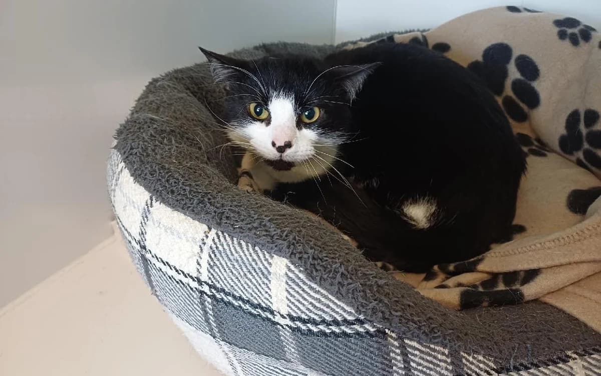 Mortimere McSherry Cask, male young Mixed Breed Cat for adoption at SSPCA, Edinburgh