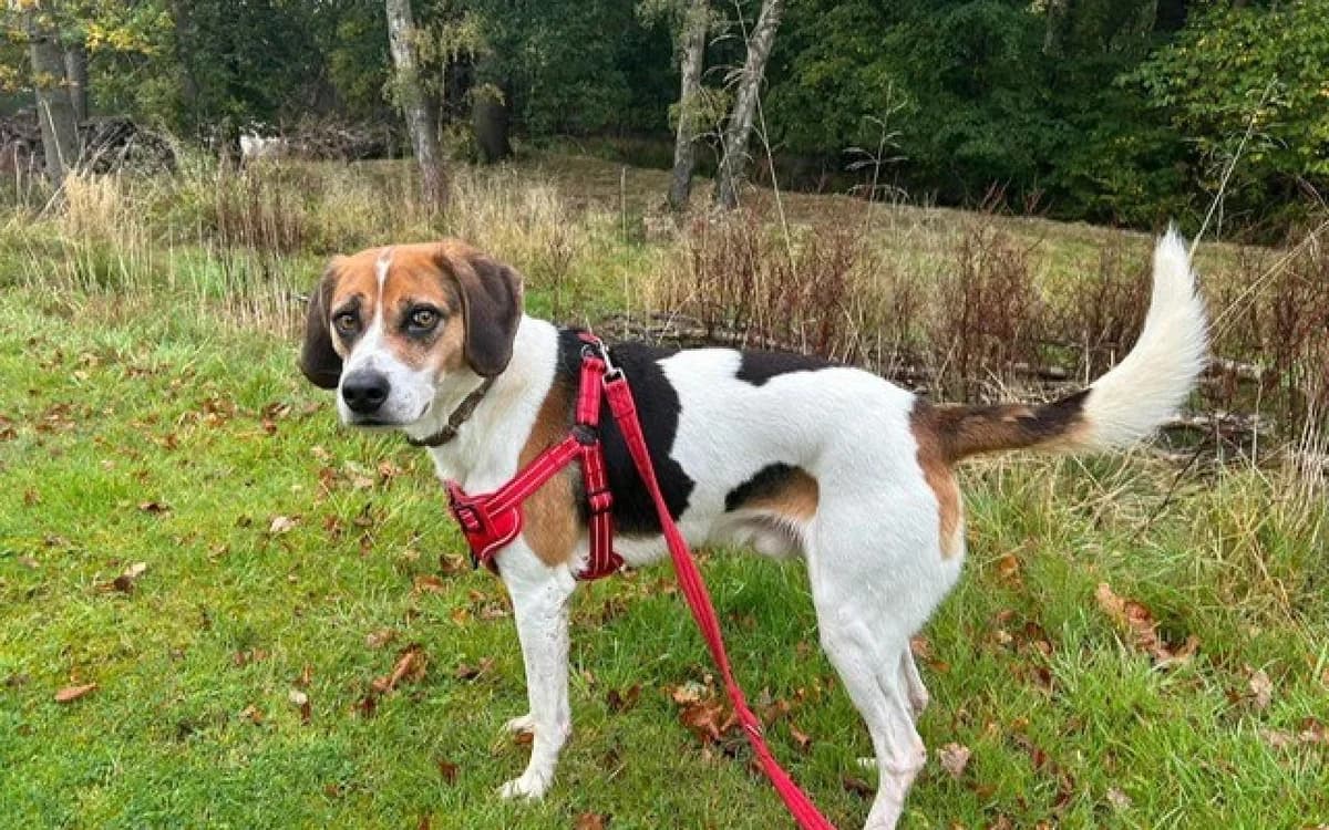 Ollie, male 4yo Beagle for adoption at SSPCA, Edinburgh