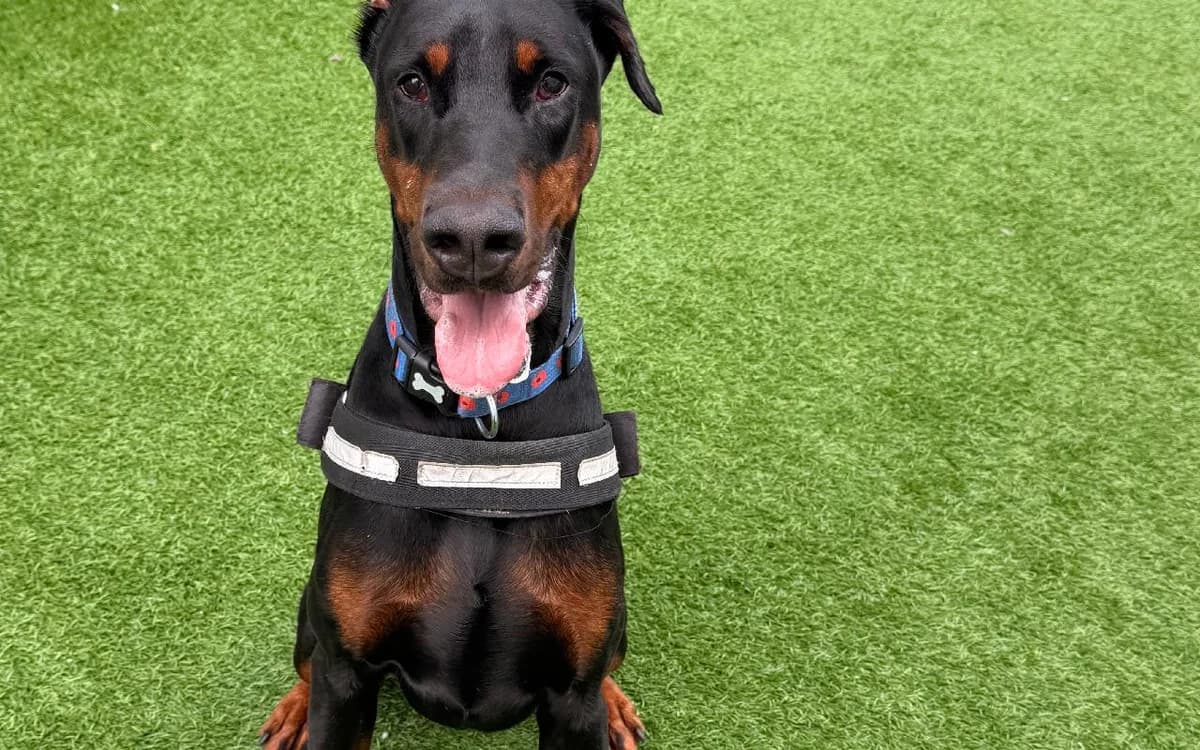 Lobo, male young Doberman for adoption at SSPCA, Edinburgh