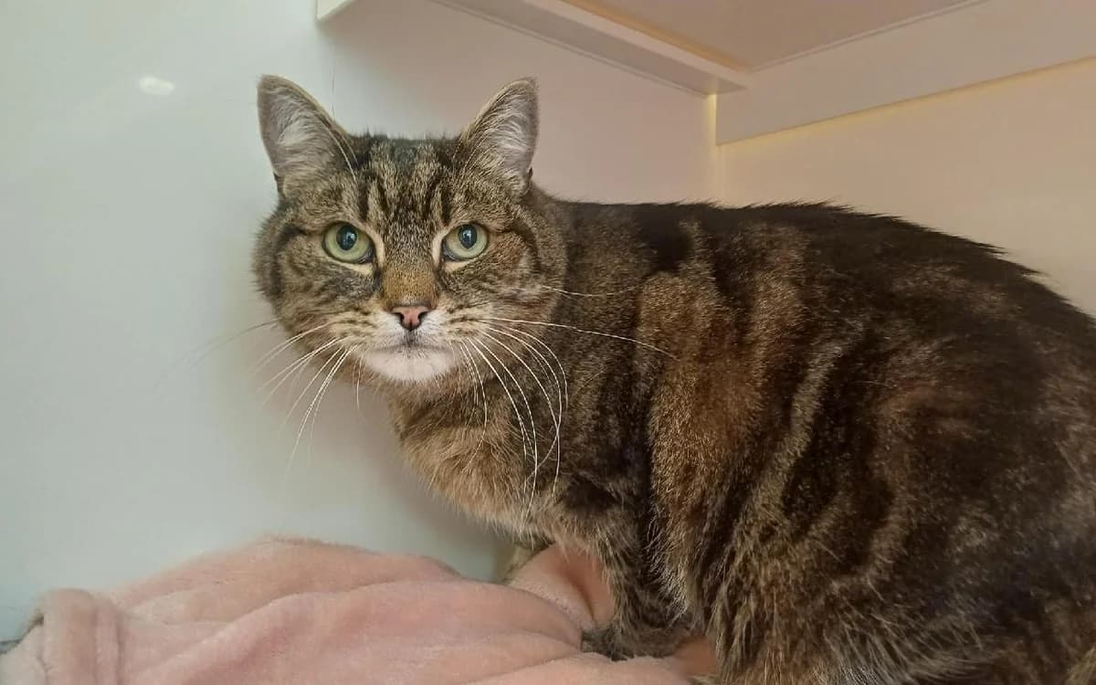 Sherpa, male senior Mixed Breed Cat for adoption at SSPCA, Edinburgh