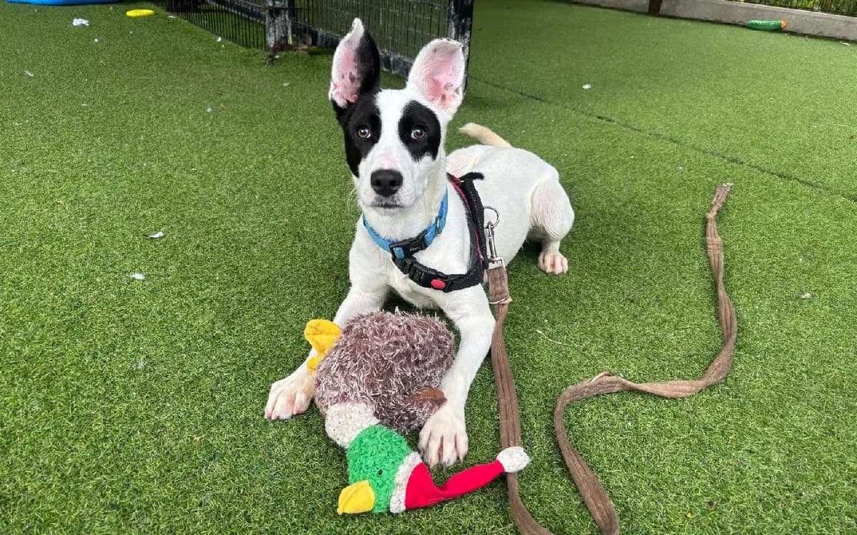 Peach, female puppy Staffordshire Bull Terrier for adoption at SSPCA, Edinburgh
