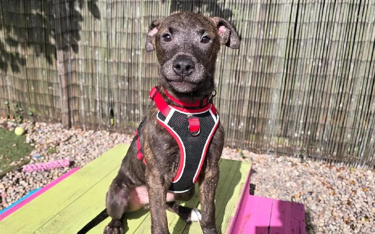 Pacino, male puppy Lurcher for adoption at SSPCA, Edinburgh