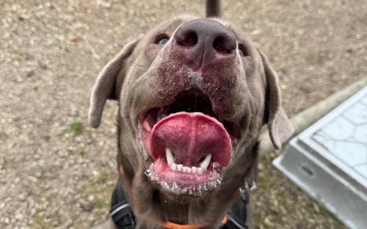 Oscar, male young Labrador Retriever for adoption at SSPCA, Edinburgh