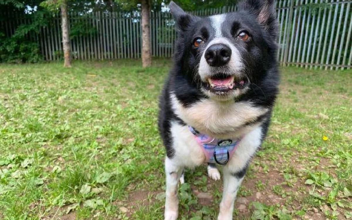 Patch, female senior Border Collie for adoption at SSPCA, Edinburgh
