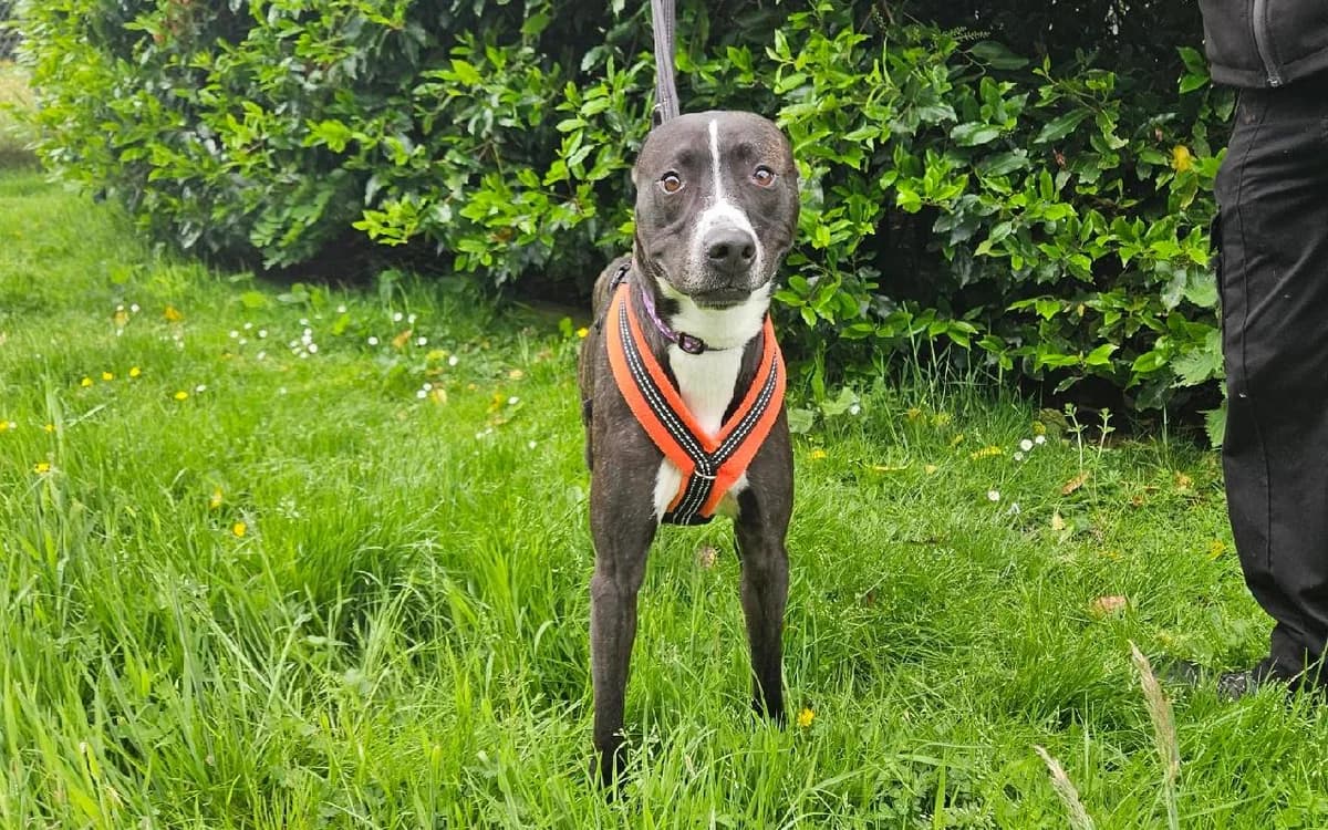 Dozzie, male 3yo Lurcher for adoption at SSPCA, Edinburgh