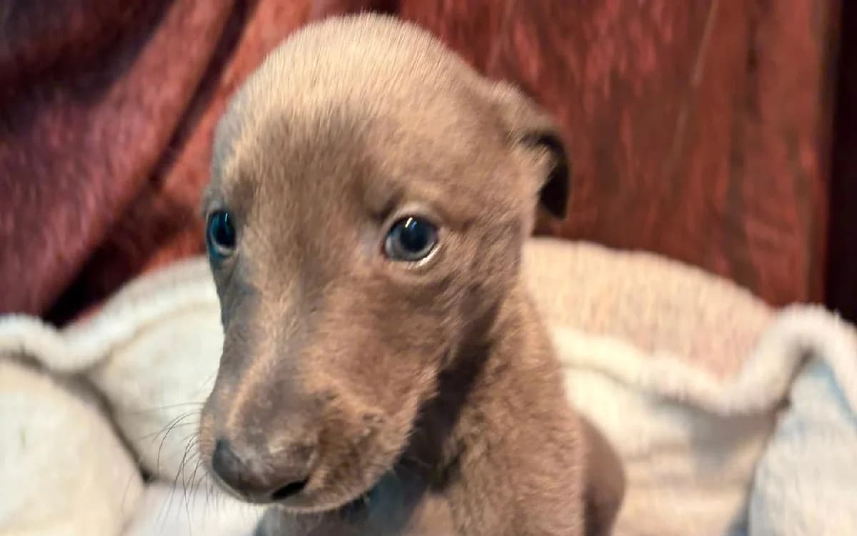 Hosea, male puppy Greyhound for adoption at SSPCA, Edinburgh