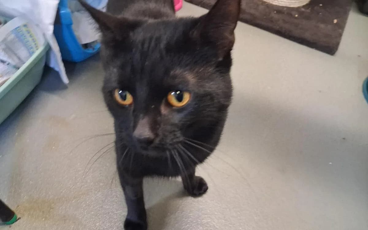 Dingo & Wallaby, male young Mixed Breed Cat for adoption at SSPCA, Edinburgh