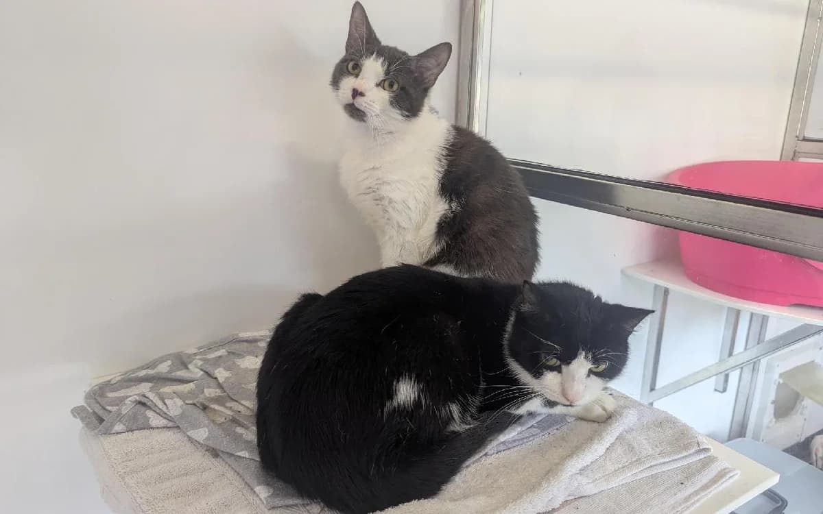 Kermit & Fozzie, male puppy Mixed Breed Cat for adoption at SSPCA, Edinburgh