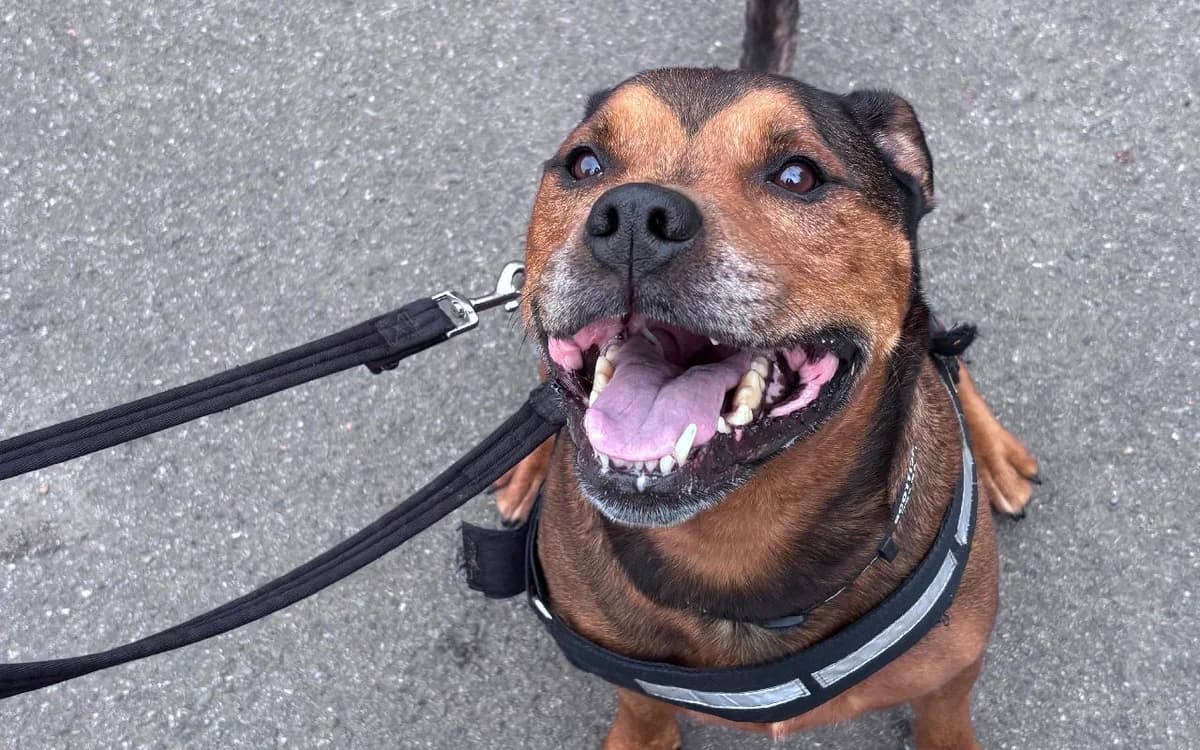Buster, male senior Staffordshire Bull Terrier for adoption at SSPCA, Edinburgh