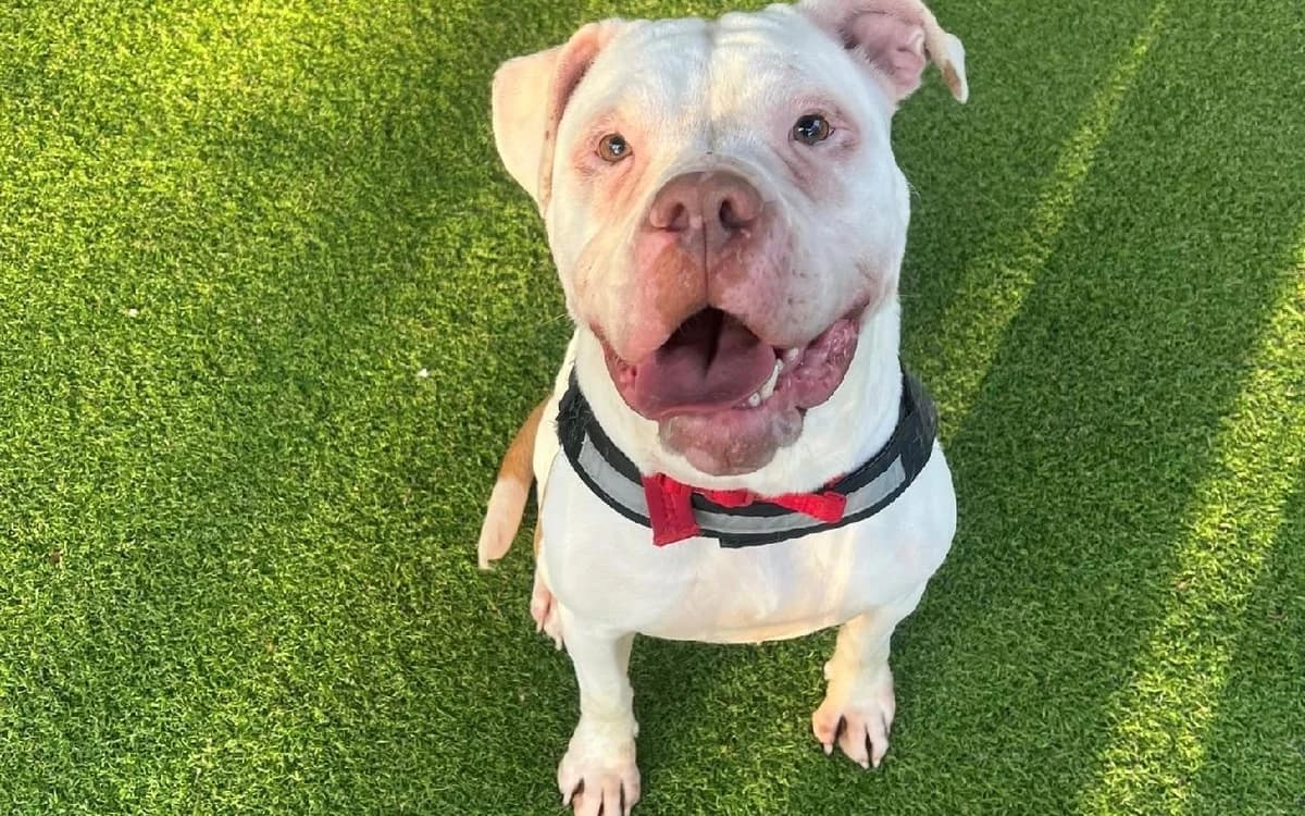 Olive, female senior English Bulldog for adoption at SSPCA, Edinburgh