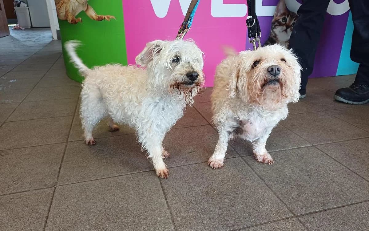 Penny & Alfie, female senior Mixed Breed for adoption at SSPCA, Edinburgh