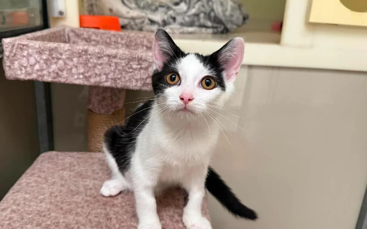 Kilgharrah, male puppy Mixed Breed Cat for adoption at SSPCA, Edinburgh