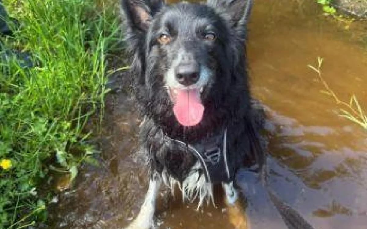 Enzo, male senior Border Collie for adoption at SSPCA, Edinburgh