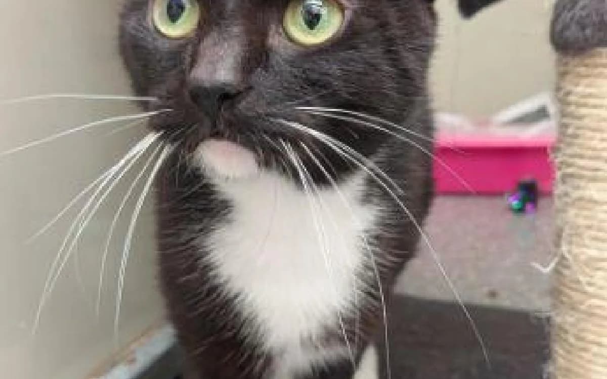 Luna, female 5yo Mixed Breed Cat for adoption at SSPCA, Edinburgh