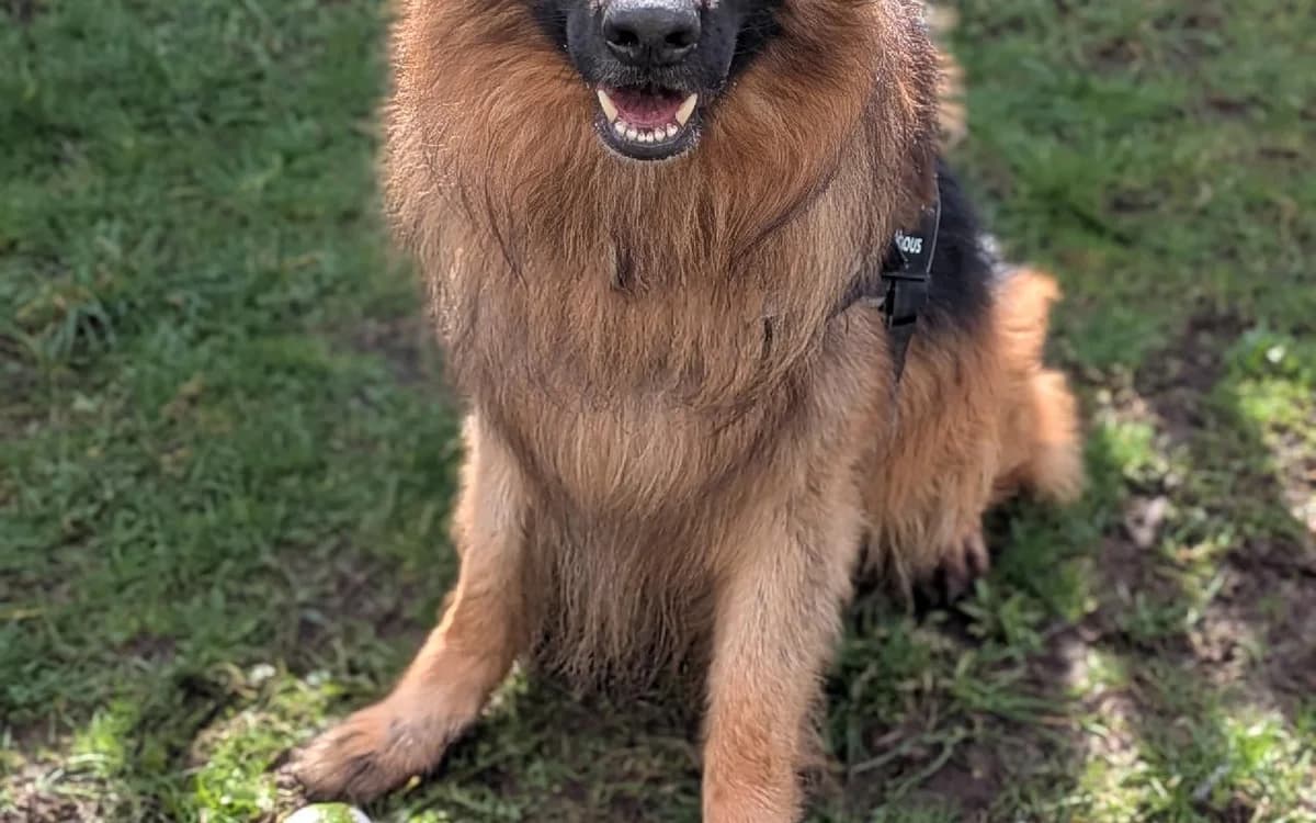 Phoenix, male German Shepherd for adoption at SSPCA, Edinburgh
