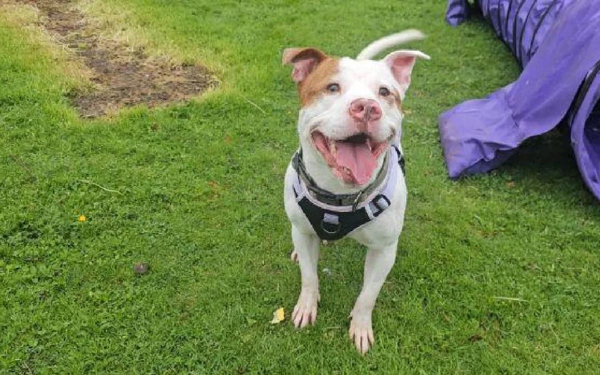Kenzo, male young Staffordshire Bull Terrier for adoption at SSPCA, Edinburgh