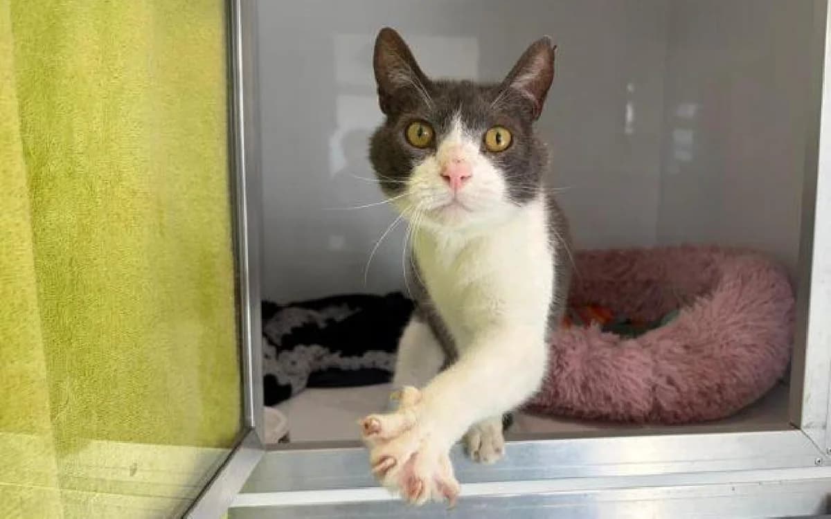 Peanut, male senior Mixed Breed Cat for adoption at SSPCA, Edinburgh