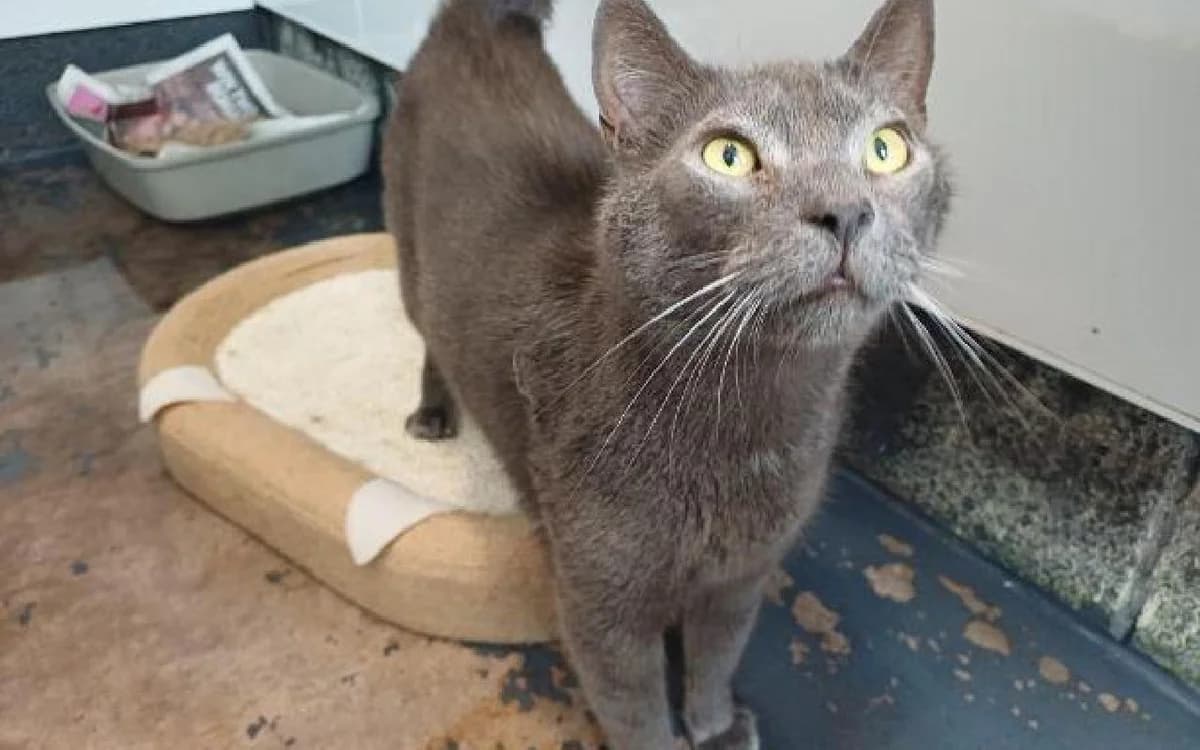 Shadow, male senior Mixed Breed Cat for adoption at SSPCA, Edinburgh