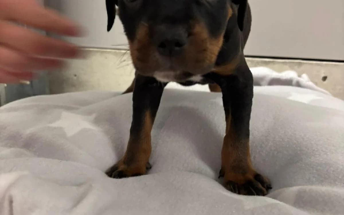 Nightjar, male puppy Staffordshire Bull Terrier for adoption at SSPCA, Edinburgh